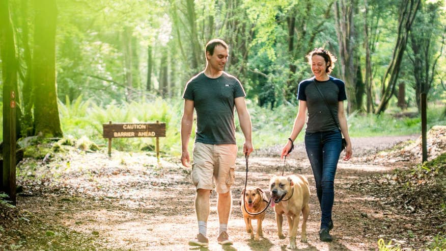 Two people walking two dogs in Portumna Forest Park