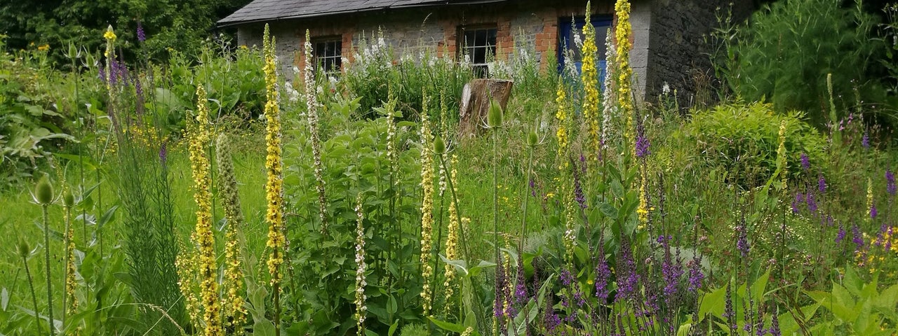 A garden with tall wild flowers in front of a stone cottage