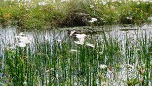 Clara Bog and Mongan Bog