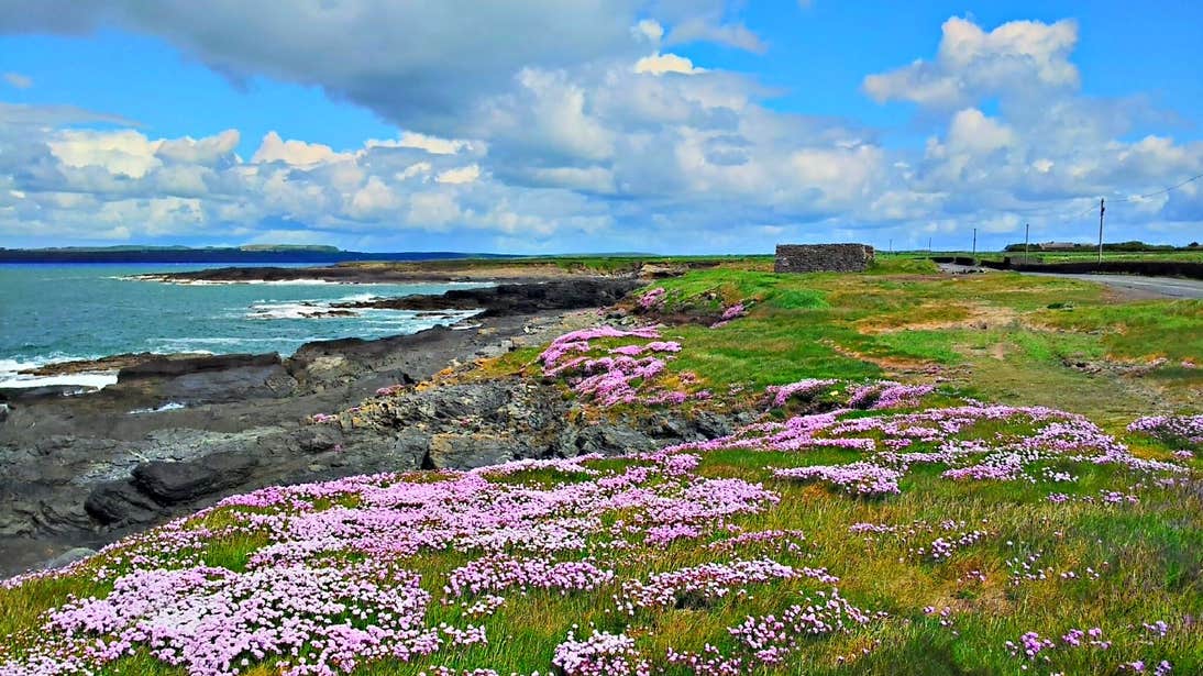 Pink flowers by the coast on Hook Head in Wexford