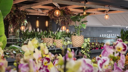A selection of indoor plants on display at Arboretum Urban Green