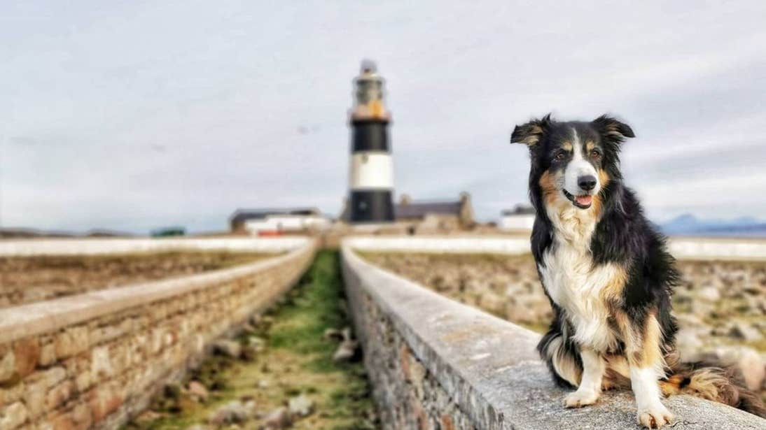 Dog sitting in front of Tory Island Lighthouse, Donegal