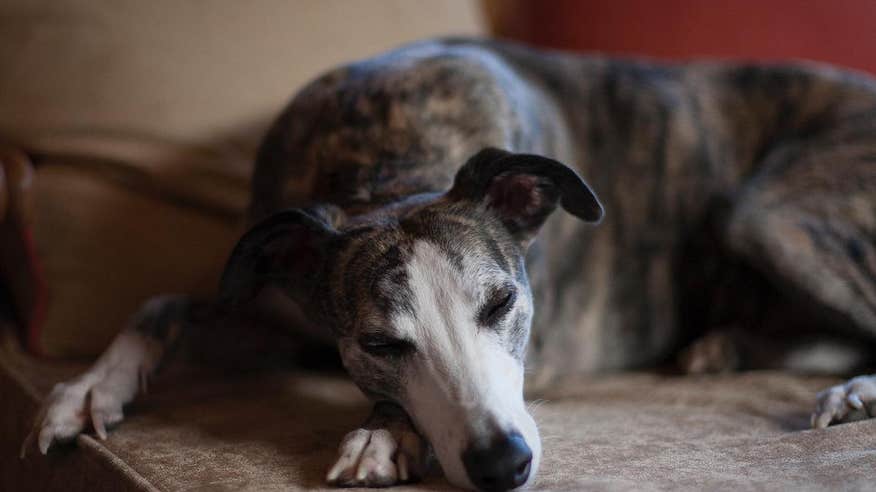 A dog sleeping in The Cliff at Lyons Hotel in Co Kildare