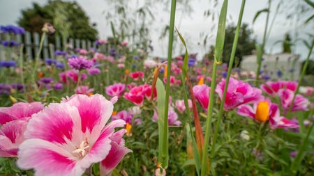 Close up image of pink yellow and purple flowers
