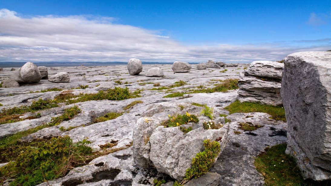 Large boulders and bright flower at The Burren, Clare