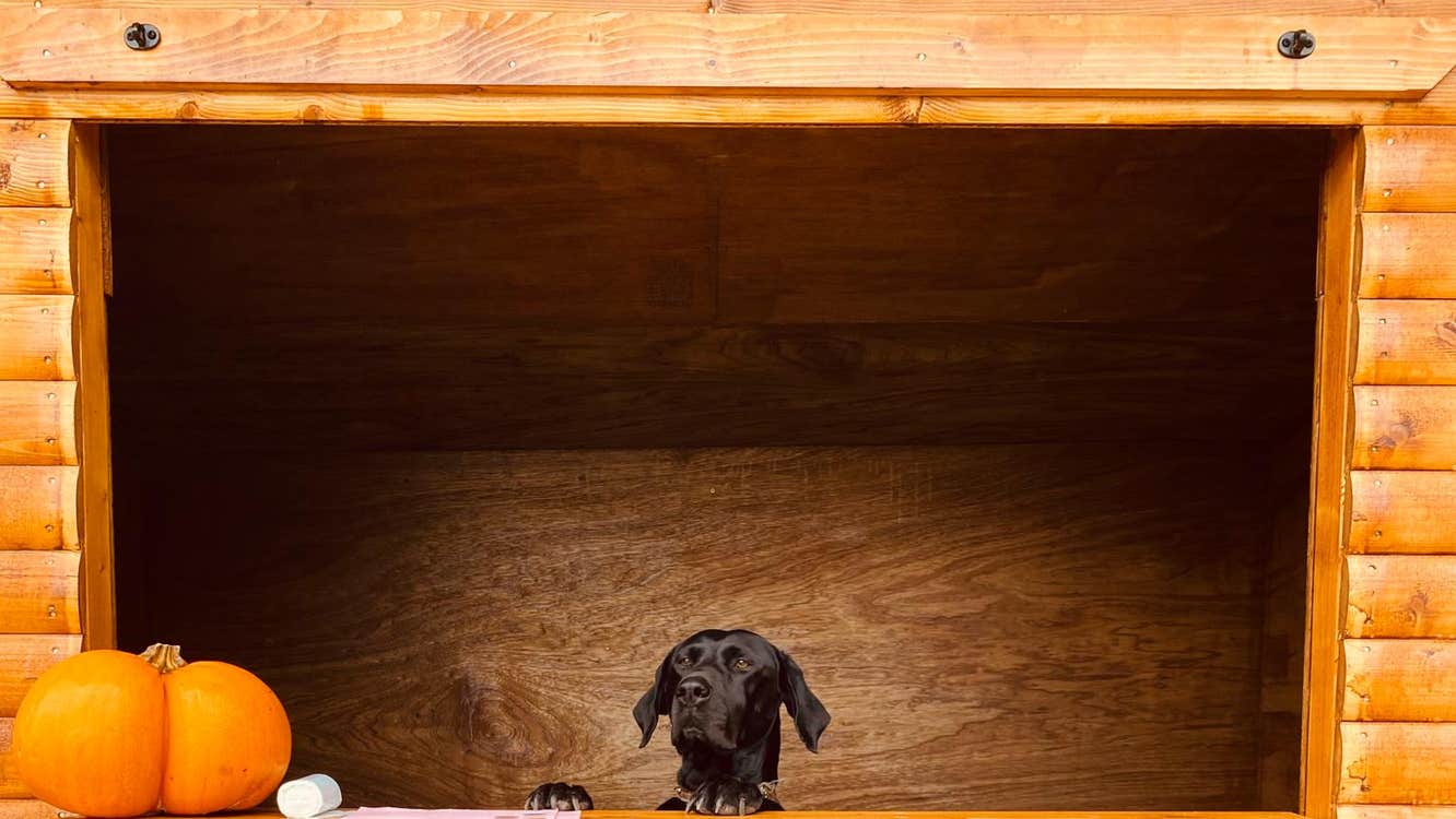 An open hatch in the side of an orange shed with a pumpkin on a shelf and the head of a black dog poking up.