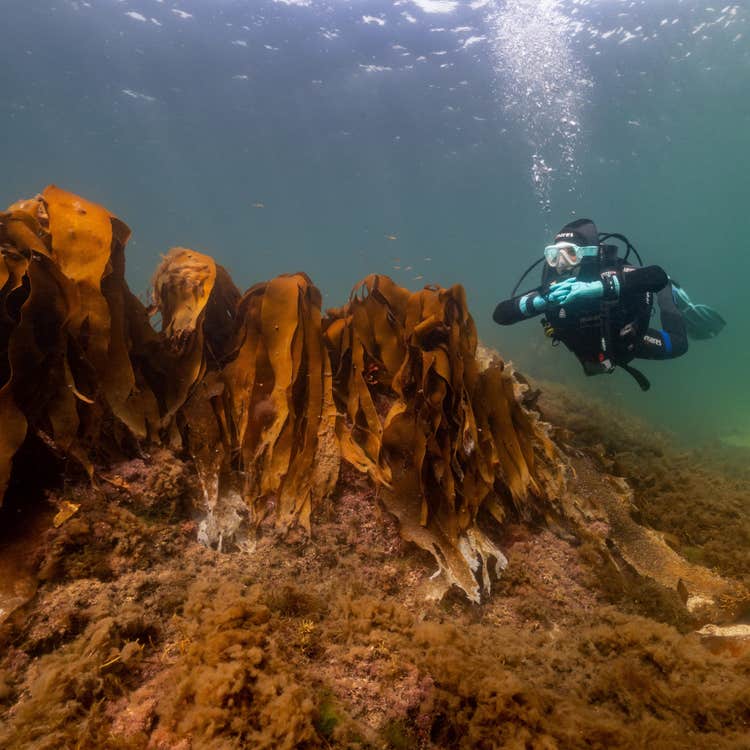 Scuba diver swimming near orange coral reefs