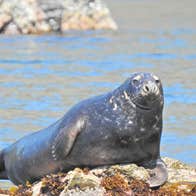 Cork Sea Safari view of sea lion resting on rocks next to the water