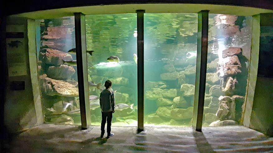 Boy looking at fish inside Galway Atlantaquaria