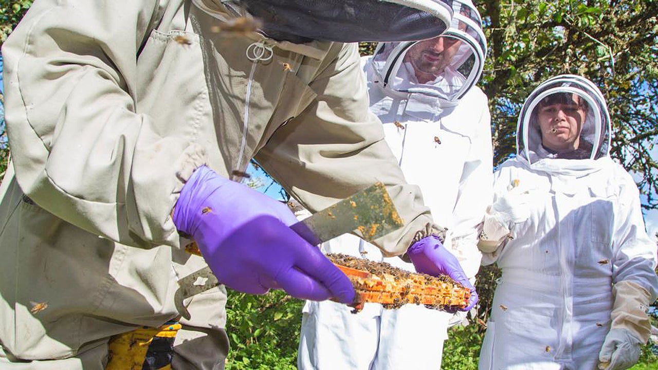 Olly's Farm people in beekeeping suits watching a demonstration by a beekeeper