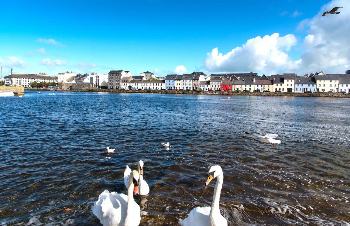 A group of swans in the water in Galway City