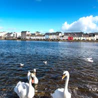 A group of swans in the water in Galway City