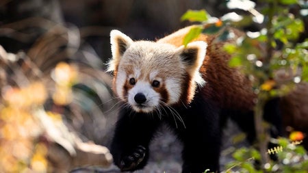 A red panda at Dublin Zoo