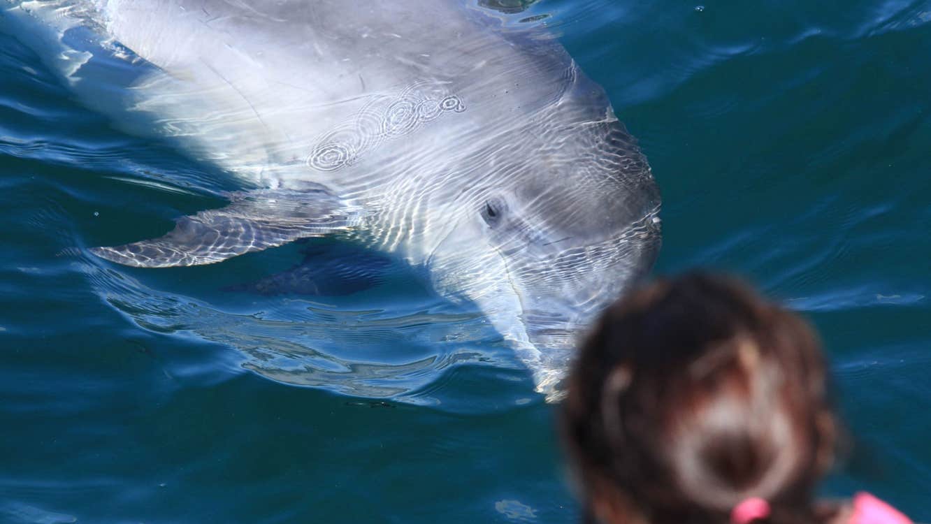 Dolphin swimming by a boat and a lady looking over the side to view the dolphin