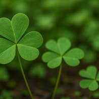 Celebrate St. Patricks week at Dublinia