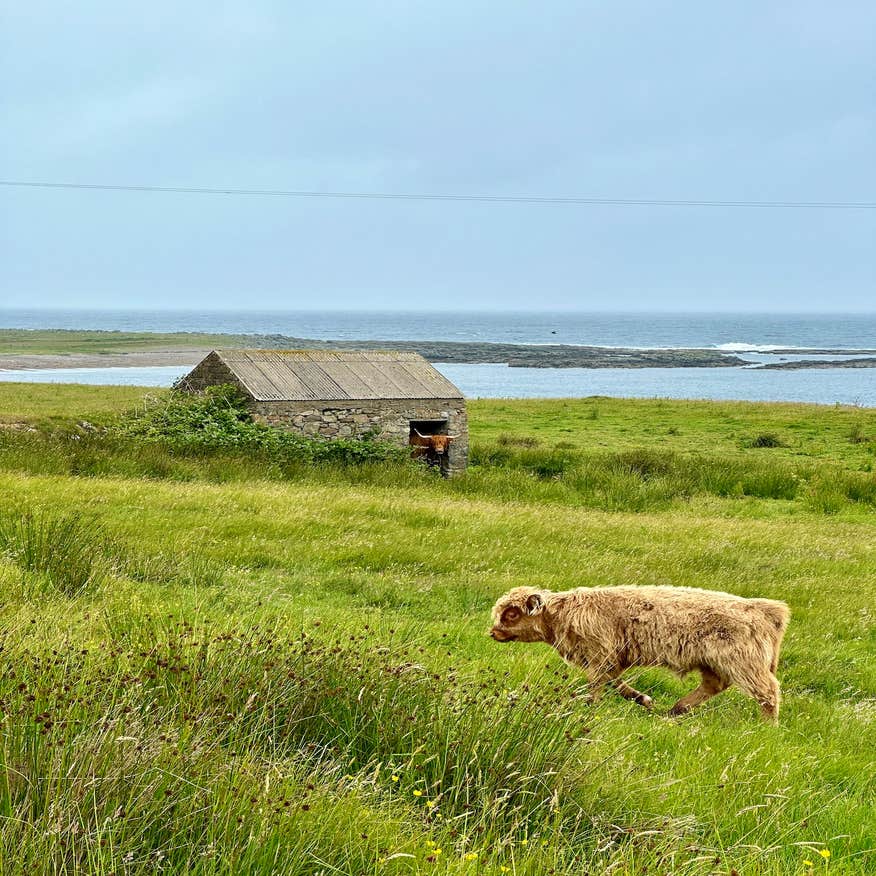 Two Highland cows in Fanad in County Donegal.