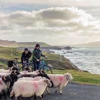 Two people with bikes standing near cliffs surrounded by sheep