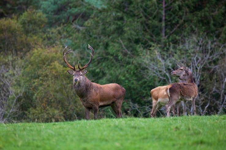 A herd of Red Deer in Killarney National Park in County Kerry.
