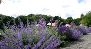 Gardens at Castle Durrow