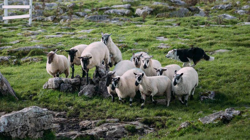 A sheepdog herding sheep