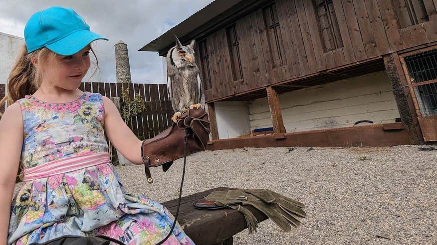 A little girl holding an owl at the Irish National Heritage Park in County Wexford.