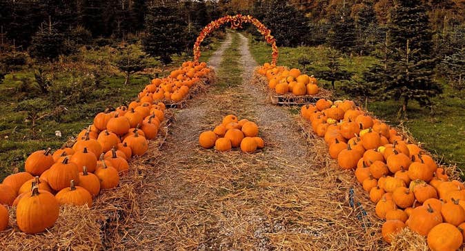 Ovens Pumpkin Patch In Cork