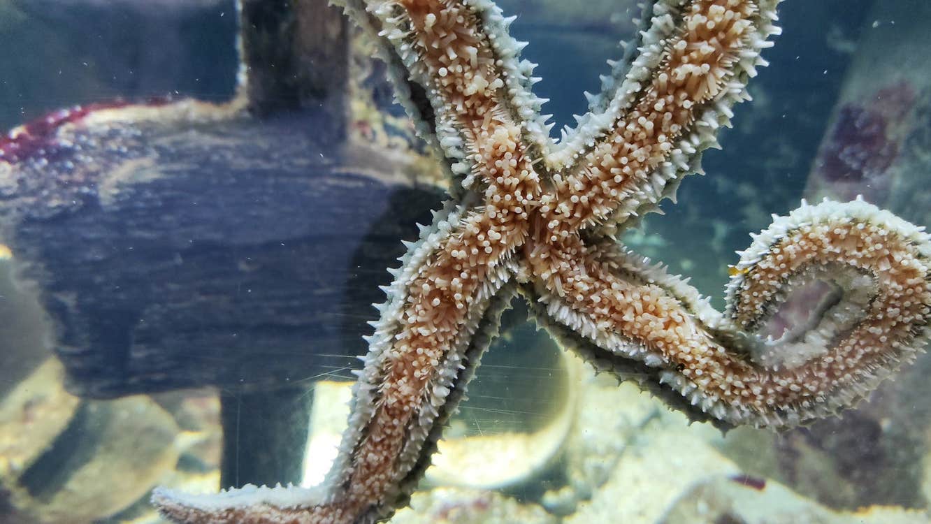 A spiny starfish in a glass tank in an aquarium