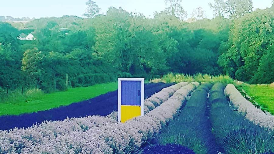 Lavender in bloom at Wexford Lavender Farm Gorey County Wexford