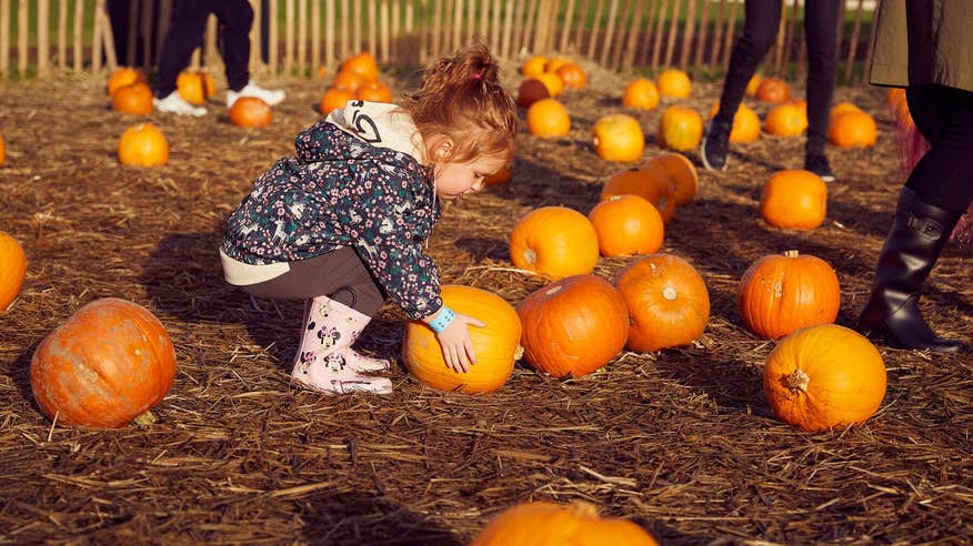 Little girl picking a pumpkin in a pumpkin patch.