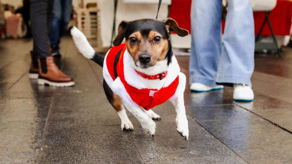 Our Christmas market is a dog friendly event.