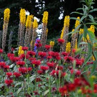 Flowers in the garden at Turlough Park. Image: Karen Cox