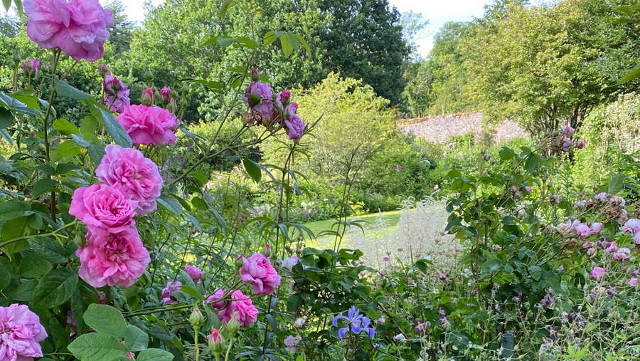 Close up image of pink roses in the garden