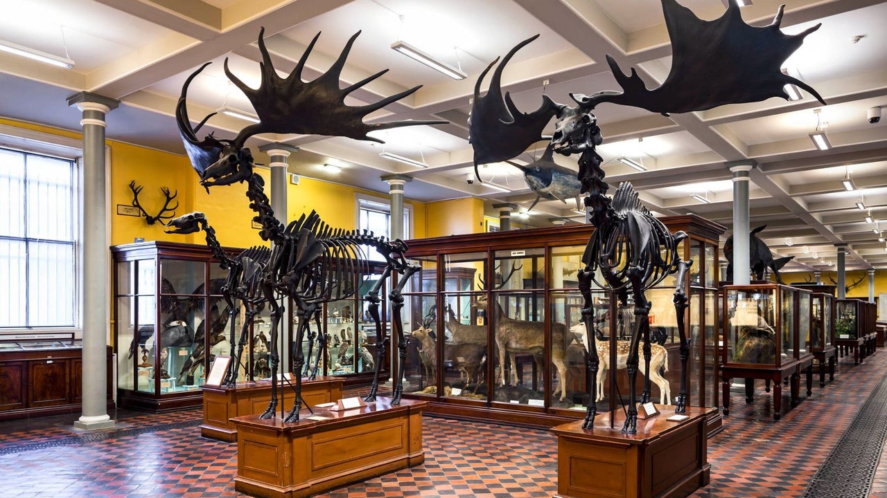 A museum display of Irish Elk skeletons with intact antlers on a chequered floor with additional animal displays behind