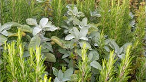 Herbs for sale at the market
