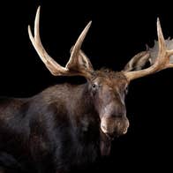 Dead Zoo Lab at Collins Barracks - a large, dark brown moose with wide, huge antlers