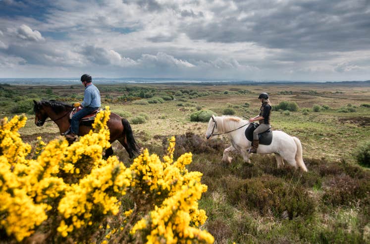 Group riding horses through a field of flowers.