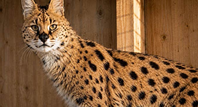 Secret Valley Wildlife Park