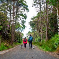 People walking their dogs