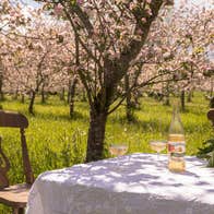 A table with a white tablecloth surrounded by trees full of blossoms