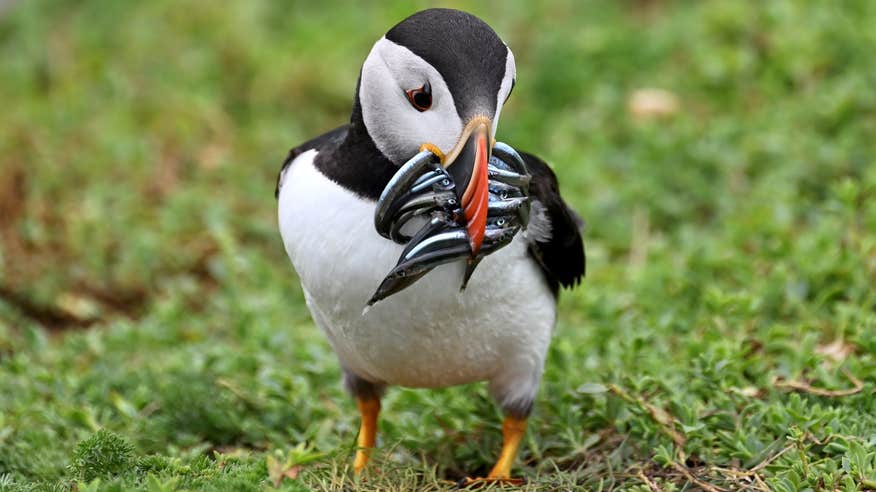 A puffin eating fish
