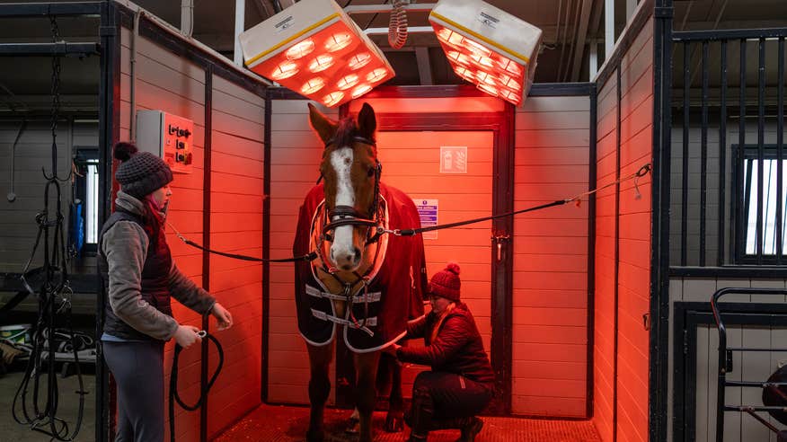 Horse under a heater in stables at Mount Juliet Estate.