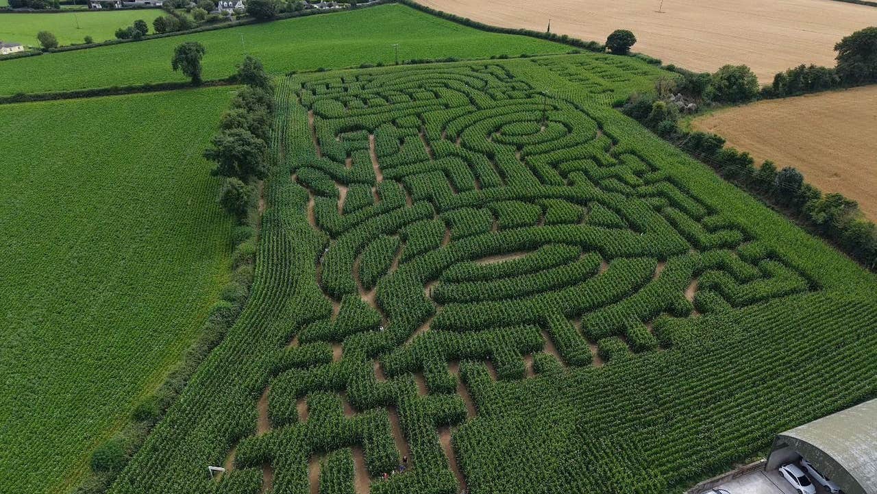 Green maize field in the shape of a tractor