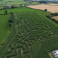Green maize field in the shape of a tractor