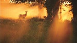 Sun Rise at phoenix park