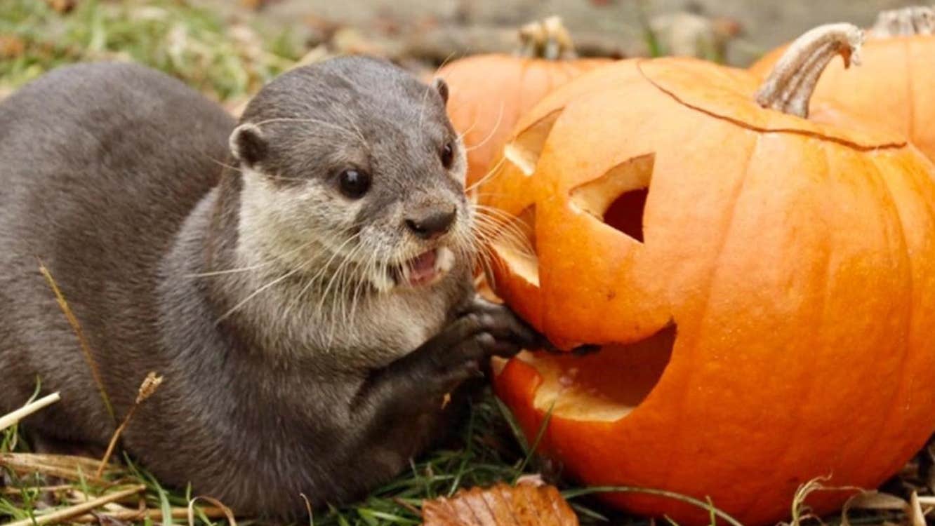 Otter with pumpkin, cute animals with pumpkin