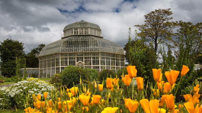 orange flowers with the glass house of the National Botanic Gardens in the background