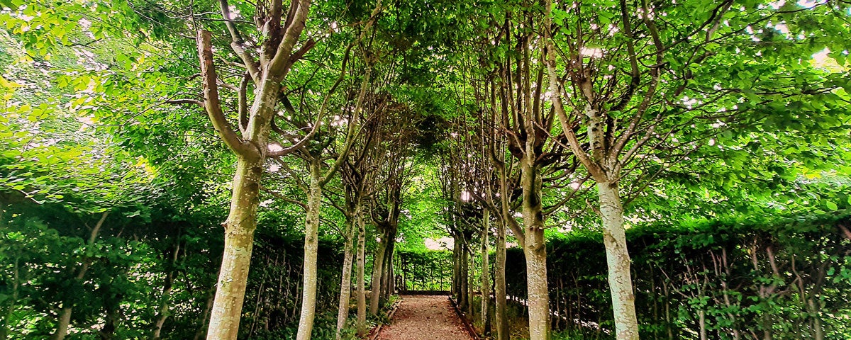 Pathway in garden of Drimnagh Castle with trees either side