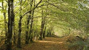 Kinnitty Castle Loop