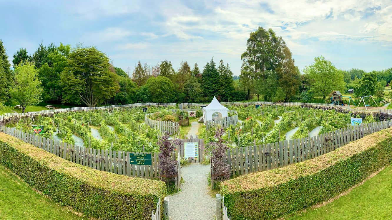 Views of the Celtic Maze made up of local broadleaf beech trees from Aughrim