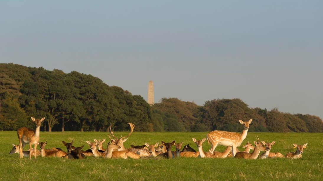 Deer sitting in a field in Phoenix Park, Dublin